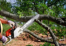 Best Tree Mulching  in Riverton, WY