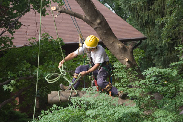 Riverton, WY Tree Removal Services Company